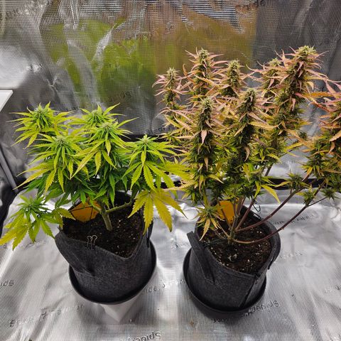 Northern Lights Automatic growlog timeline photo