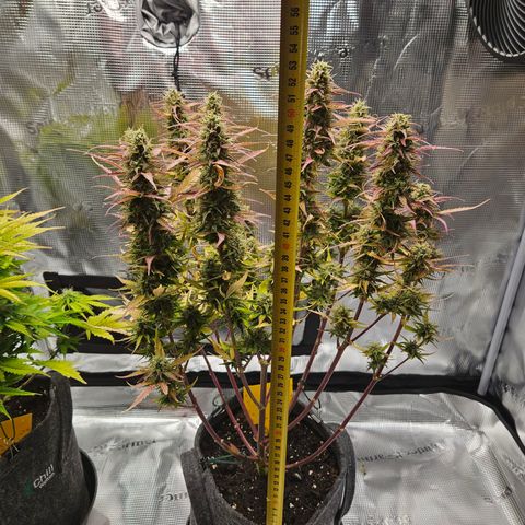 Northern Lights Automatic growlog timeline photo