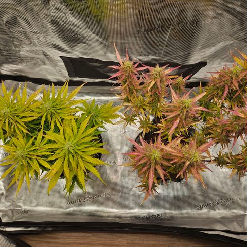 Northern Lights Automatic growlog timeline photo