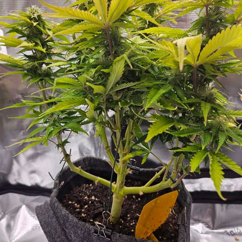 Northern Lights Automatic growlog timeline photo