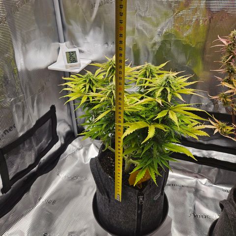 Northern Lights Automatic growlog timeline photo