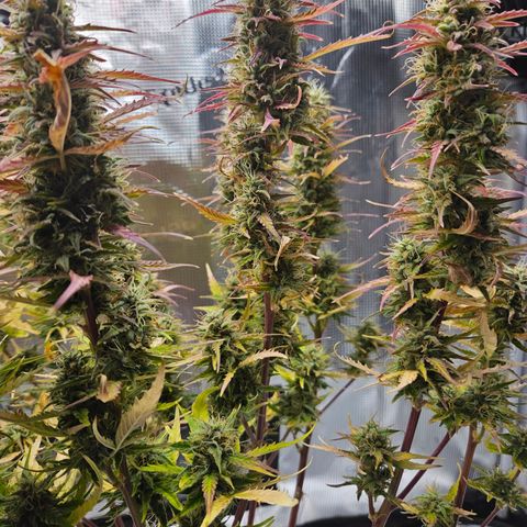 Northern Lights Automatic growlog timeline photo