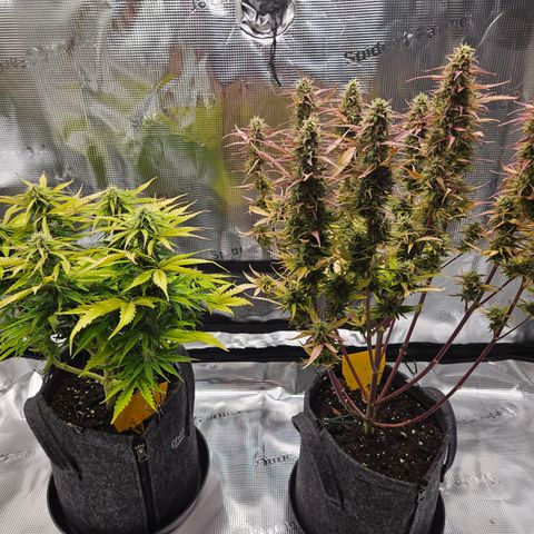 Northern Lights Automatic growlog timeline photo