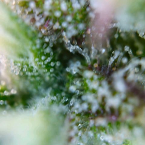 Northern Lights Automatic growlog timeline photo