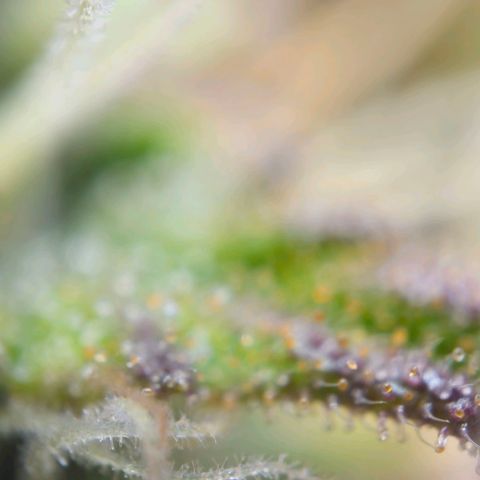 Northern Lights Automatic growlog timeline photo