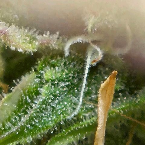 Northern Lights Automatic growlog timeline photo