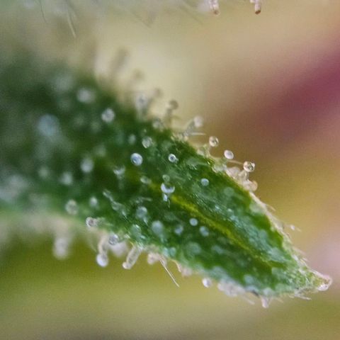 Northern Lights Automatic growlog timeline photo