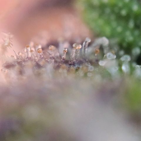 Northern Lights Automatic growlog timeline photo