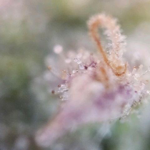 Northern Lights Automatic growlog timeline photo