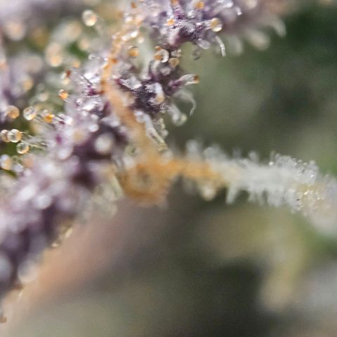Northern Lights Automatic growlog timeline photo