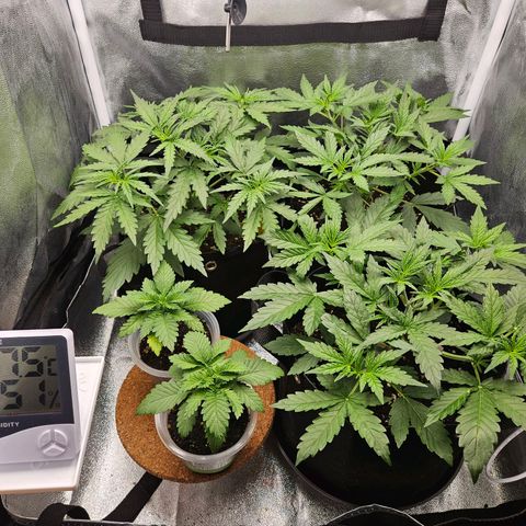 Apple Fritter Automatic growlog timeline photo