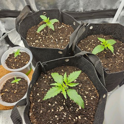 Apple Fritter Automatic growlog timeline photo