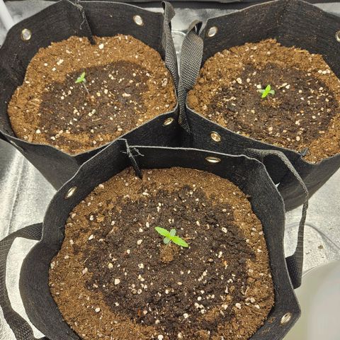 Apple Fritter Automatic growlog timeline photo
