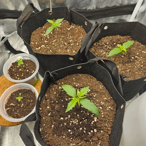 Apple Fritter Automatic growlog timeline photo