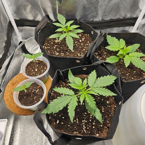 Apple Fritter Automatic growlog timeline photo