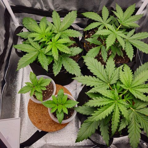 Apple Fritter Automatic growlog timeline photo