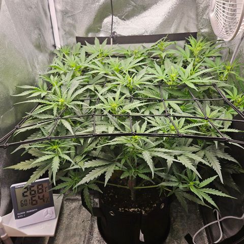 Apple Fritter Automatic growlog timeline photo
