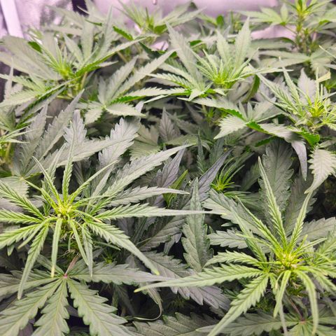 Apple Fritter Automatic growlog timeline photo