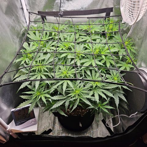 Apple Fritter Automatic growlog timeline photo