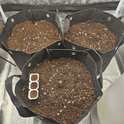 Apple Fritter Automatic growlog timeline photo