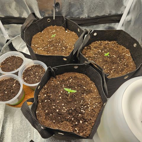 Apple Fritter Automatic growlog timeline photo