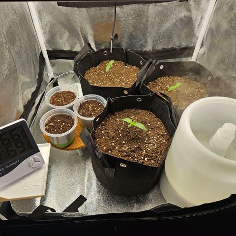 Apple Fritter Automatic growlog timeline photo