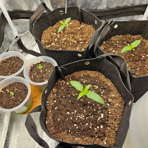 Apple Fritter Automatic growlog timeline photo