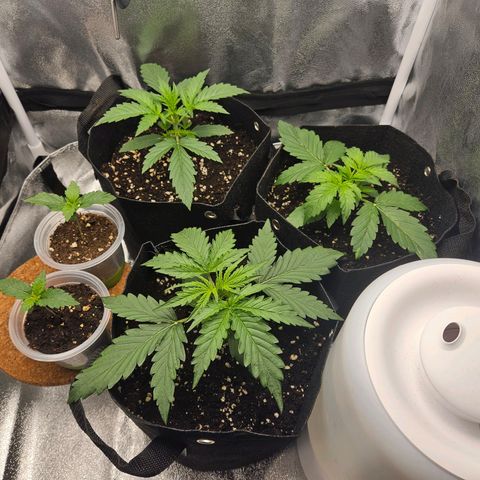 Apple Fritter Automatic growlog timeline photo