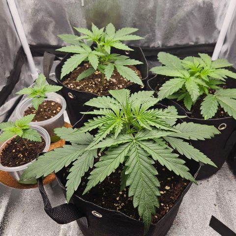 Apple Fritter Automatic growlog timeline photo