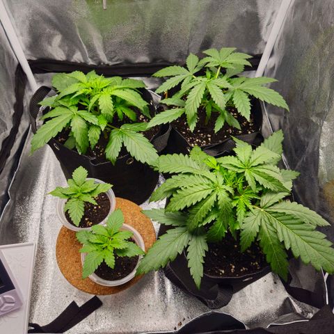 Apple Fritter Automatic growlog timeline photo