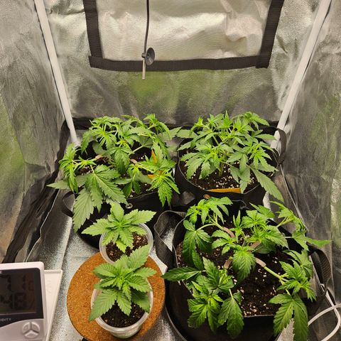 Apple Fritter Automatic growlog timeline photo
