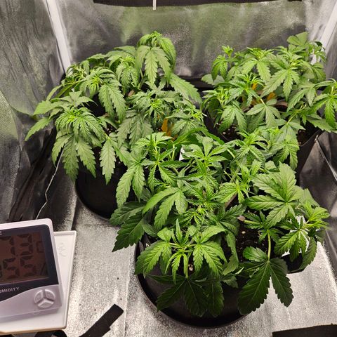 Apple Fritter Automatic growlog timeline photo