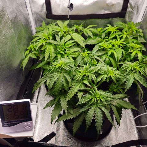 Apple Fritter Automatic growlog timeline photo