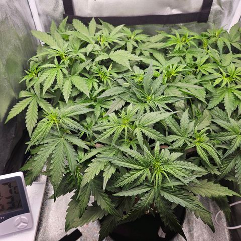 Apple Fritter Automatic growlog timeline photo
