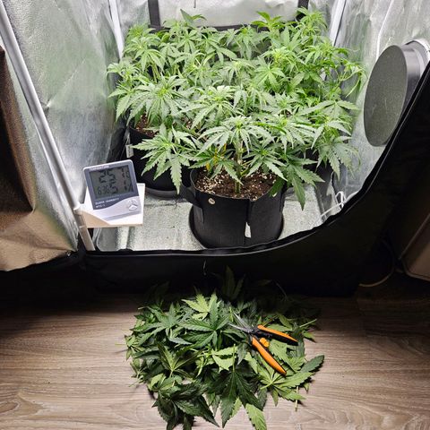 Apple Fritter Automatic growlog timeline photo