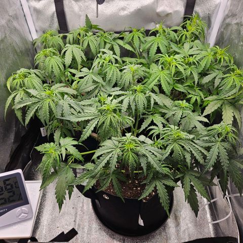 Apple Fritter Automatic growlog timeline photo
