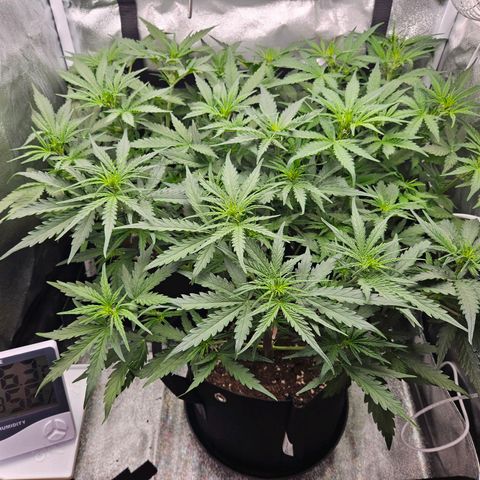 Apple Fritter Automatic growlog timeline photo