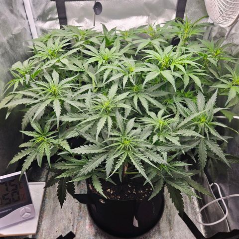 Apple Fritter Automatic growlog timeline photo