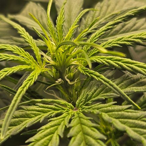Apple Fritter Automatic growlog timeline photo