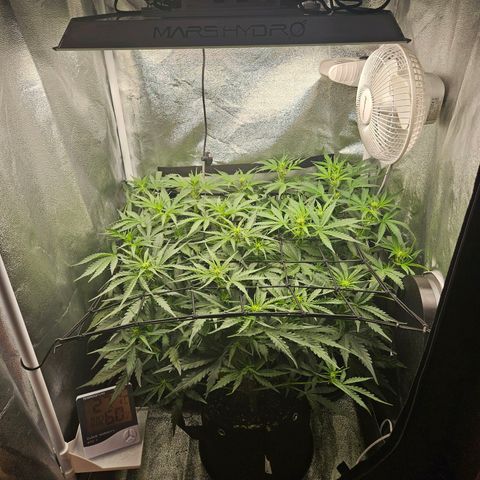 Apple Fritter Automatic growlog timeline photo