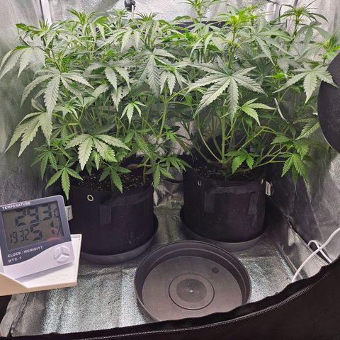 Apple Fritter Automatic growlog timeline photo