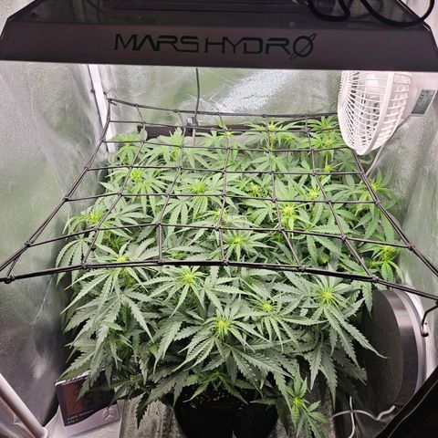 Apple Fritter Automatic growlog timeline photo