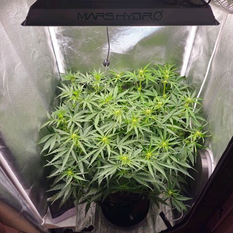 Apple Fritter Automatic growlog timeline photo