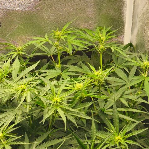 Apple Fritter Automatic growlog timeline photo