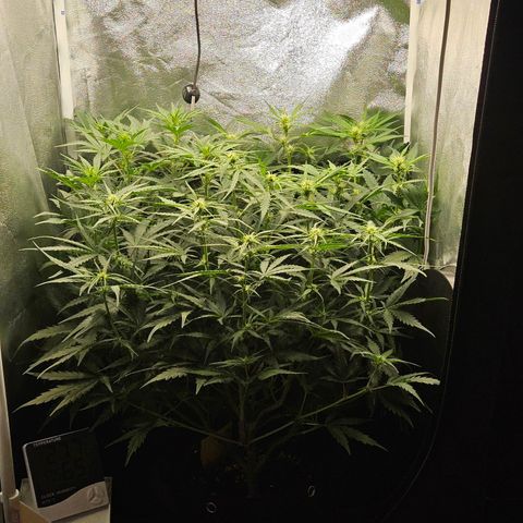 Apple Fritter Automatic growlog timeline photo