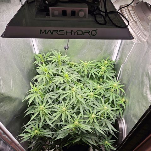 Apple Fritter Automatic growlog timeline photo