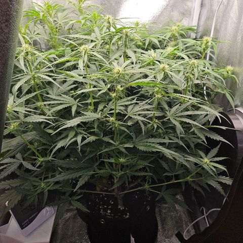 Apple Fritter Automatic growlog timeline photo