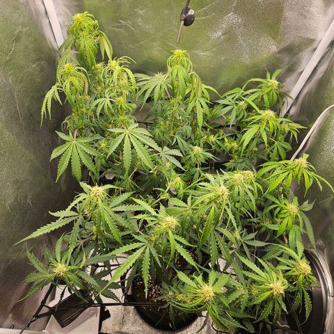 Apple Fritter Automatic growlog timeline photo