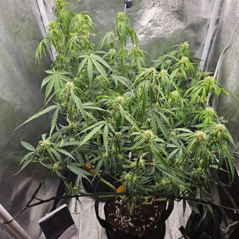Apple Fritter Automatic growlog timeline photo