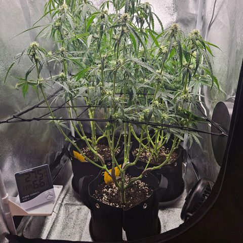 Apple Fritter Automatic growlog timeline photo